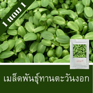 เมล็ดพันธุ์ทานตะวันงอก 1แถม1 (250เมล็ด) ถูกที่สุด!!