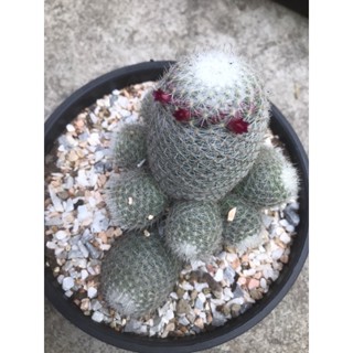 แมมเข็มเงินกอ ขนาด 10.8 ซม. กระถาง 5.5 นิ้ว Mammillaria geminispina แคคตัส