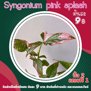 Syngonium pink splash เงินไหลมาด่างชมพู ตัดสด ต้นละ 9 บาท ซื้อ 2 แถมฟรี 1