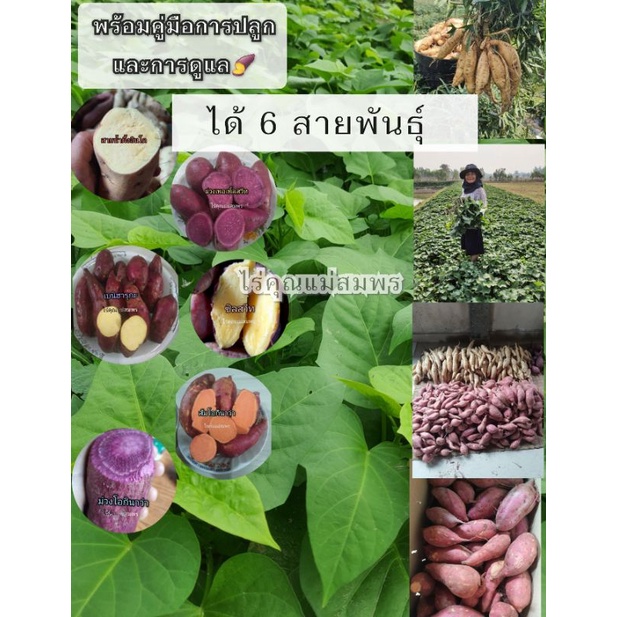 ชุดทดลองปลูกยอดมัน​หวาน​ญี่ปุ่น​ได้​ 6​ สายพันธุ์​รวม​ 60​ ยอด