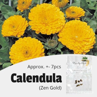 ผลิตภัณฑ์ใหม่ เมล็ดพันธุ์ จุดประเทศไทย ❤[Plantfilled] Calendula Zen Gold Seeds | Flowers - 7 Seedsเมล็ดอวบอ้วน 1/ผักชี Z