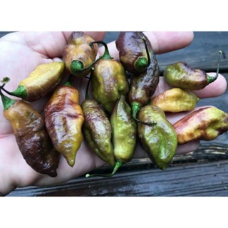 เมล็ดพันธุ์พริก แบล็ค ไทเกอร์ (Black Tiger Hot Pepper Seed) บรรจุ 15 เมล็ด ของแท้ คุณภาพดี ราคาถูก นำเข้าจากต่างประเทศ