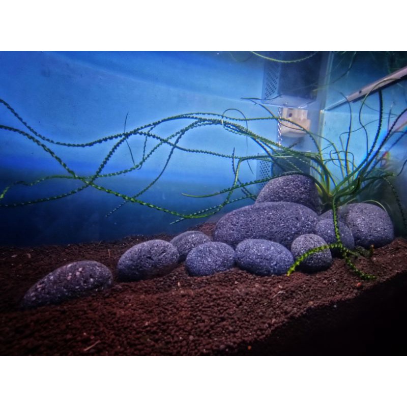 หินภูเขาไฟ นำเข้าจากออสเตรเลีย BLACK VOLCANIC STONE