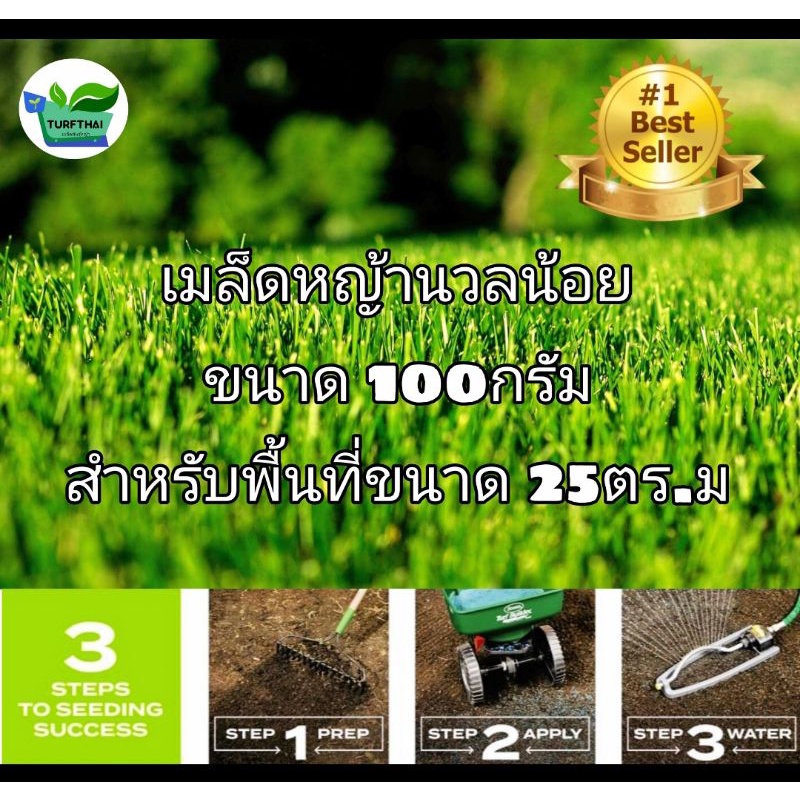 เมล็ดนวลน้อย/เบอมิวด้า/มาเลเซีย
