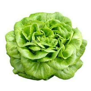 เมล็ดพันธุ์ผัดสลัด บัตเตอร์เฮด Butterhead Lettuce Seeds บรรจุ 200 เมล็ด คุณภาพดี ของแท้ ราคาถูก นำเข้าจากต่างประเทศ