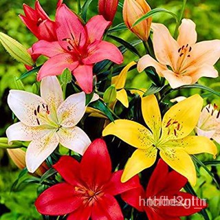 ผลิตภัณฑ์ใหม่ เมล็ดพันธุ์ 202220 เมล็ดอวบอ้วน ต้นดอกลิลลี ดอกลิลลี่ Lily Seeds. Lilies (Lilium spp.) เป็นดอกไม้ /ผักชี Q