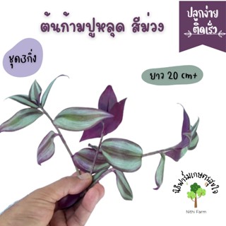 ต้นก้ามปูหลุด (Wandering jew) ชุดละ 12กิ่ง ความยาว20ซม.