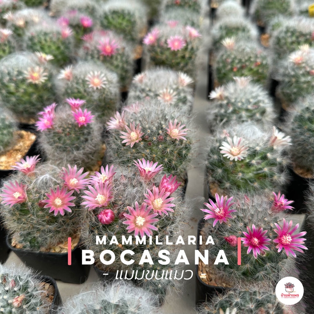 แมมขนแมว Mammillaria Bocasana แคคตัส กระบองเพชร cactus&succulent