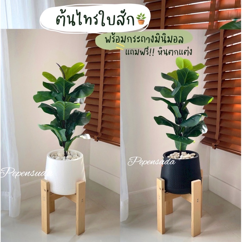 [ออกใบกำกับภาษีได้] 🌿ต้นไทรใบสักมินิมอล 🌿(ประกอบสินค้าเรียบร้อย) สินค้าพร้อมจัดส่งราคาถูกครบชุดสุดคุ้ม แนะนำ