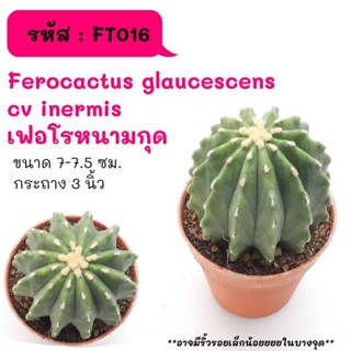 FT016 Ferocactus glaucescens cv inermis เฟอโรหนามกุด cactus กระบองเพชร แคคตัส กุหลาบหิน พืชอวบน้ำ