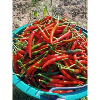 🌶️พริกแดงจินดาแบบมีขั้วอีกเบอร์ฮอสสดๆใหม่ๆจากสวนเลยจ้าขายถูกครึ่งโล แท้💯💯💯