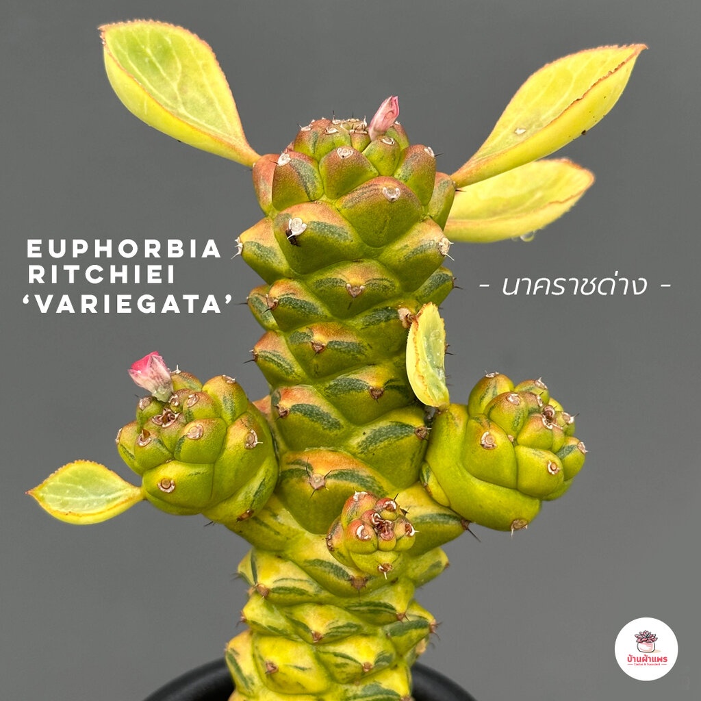 นาคราชด่าง Euphorbia Ritchiei ‘Variegata’ แคคตัส กระบองเพชร cactus&succulent