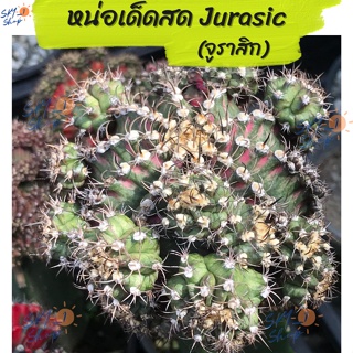 หน่อเด็ดสด ยิมโนด่าง โคลน จูราสิก Jurasic