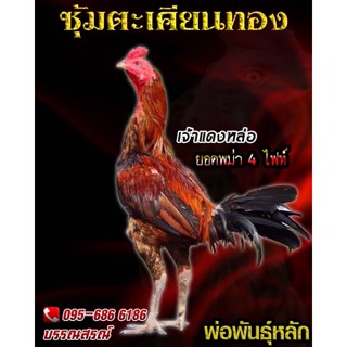 ไข่ไก่ชน สายเงินล้าน พม่าเเข้งคม (เจ้าแดงหล่อ)