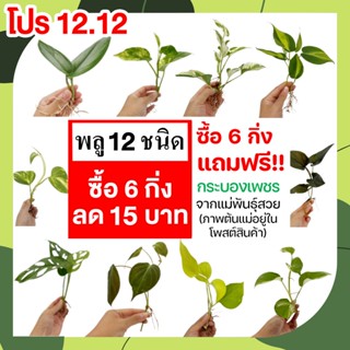 💥โปร 9.9 (ซื้อ 6 กิ่งลด 15.- แถมฟรี!! กระบองเพชร) 🌱 พลู 13 ชนิด🌱 พลูฉลุ พลูด่าง พลูงาช้าง พลูหินอ่อน พลูสนิม พลูบราซิล