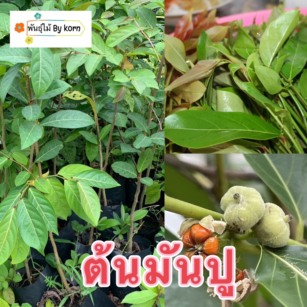 ต้นมันปู ยอดผักรสดี พร้อมส่ง สำคัญกรุณาสั่งซื้อในเวลา12:00น.-00:00น.