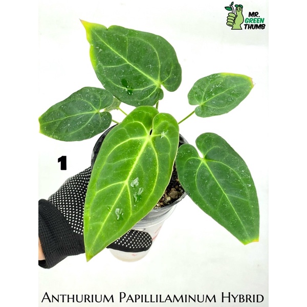 Anthurium Papillilaminum Hybrid ไม้เมล็ดหน้าวัวลูกผสมหน้ากำมะหยี่ หมายเลข 1
