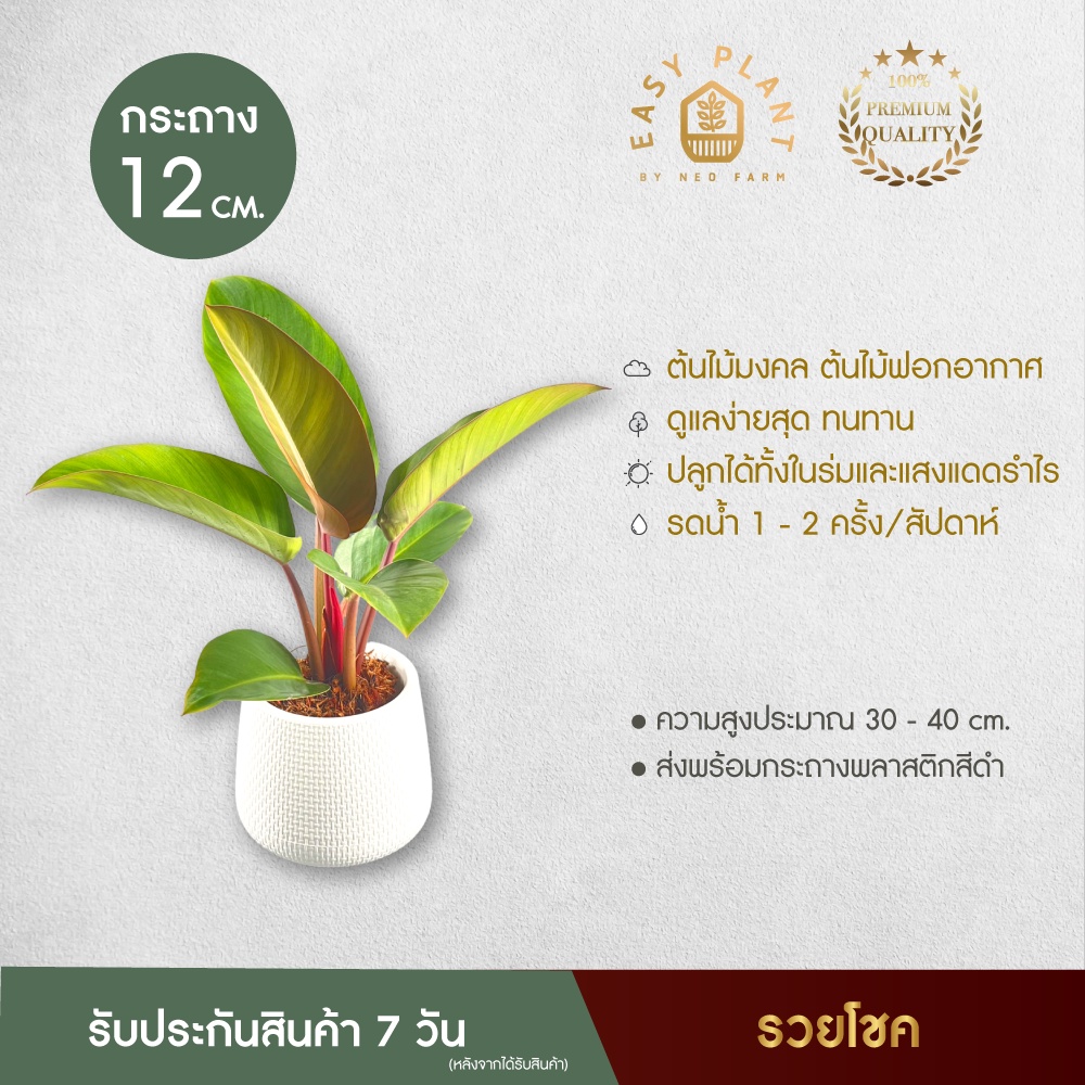 ฟิโลเดนดรอน เรดคองโก ต้นไม้ประดับบ้านและสวน