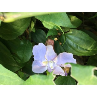 ใบรางจืด 20 ใบ สดจากต้น ขึ้นธรรมชาติ ปลอดสารเคมี FRESH Thunbergia laurifolia 20 leaves 1 bag