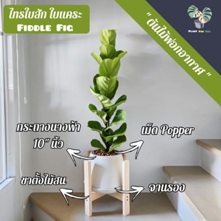 ต้นไทรใบสัก "ใบแคระ" Fiddle Fig พร้อมกระถางนางฟ้า10"+จานรอง+เม็ดPopper+ขาตั้งไม้สน