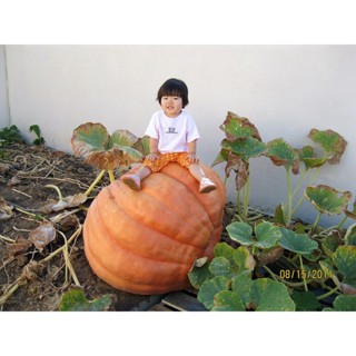 ฟักทองยักษ์ พันธุ์ บิ๊กแม็กซ์ - Big Max Giant Pumpkin บรรจุชุดละ 6 เมล็ด/ต้นอ่อน TDWR