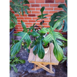 ฟิโล ก้ามกุ้งเขียว Philodendron Pedatum กระถาง 5 นิ้ว