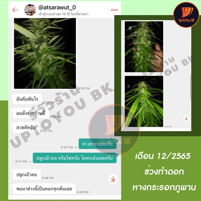 เมล็ดพันธุ์ กัญชา หางกระรอกภูพาน แถมทุกซอง เคลมได้ พันธุ์ดี พร้อมพีทมอสเพาะ แท้100% จากสกลนคร