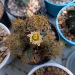 แคคตัส แมมเม็ดพริก (Mammillaria Prolifera) กระถาง 2 นิ้ว