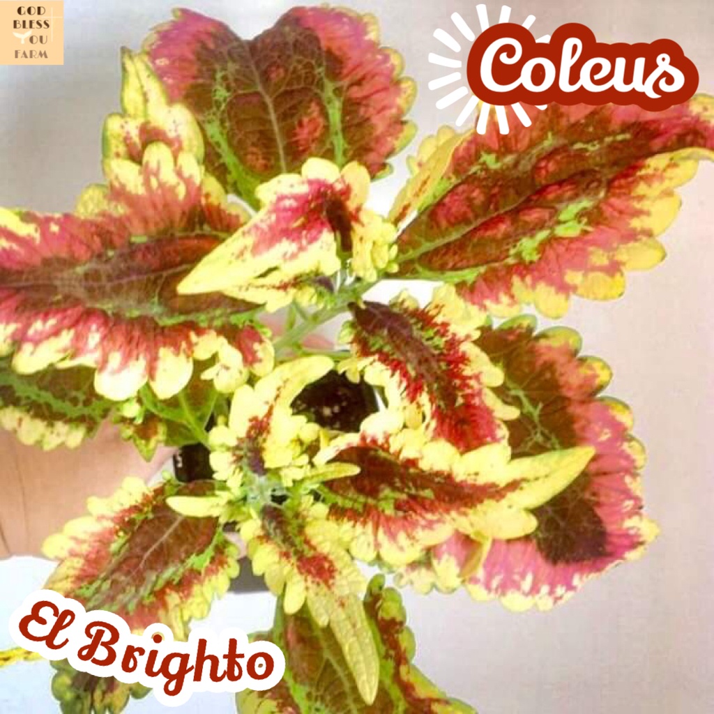 [ฤๅษีผสม เอลไบรท์โต้] Coleus El Brighto ใบ ดอก ไม้ฟอก สี แดด ใบสวย ต้นไม้ ประดับ ทน ของขวัญ