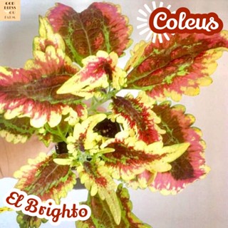 [ฤๅษีผสม เอลไบรท์โต้] Coleus El Brighto ไม้ใบ ไม้ดอก ไม้ฟอก ไม้สี ไม้แดด ใบสวย ต้นไม้ ไม้ประดับ ไม้ทน ของขวัญ