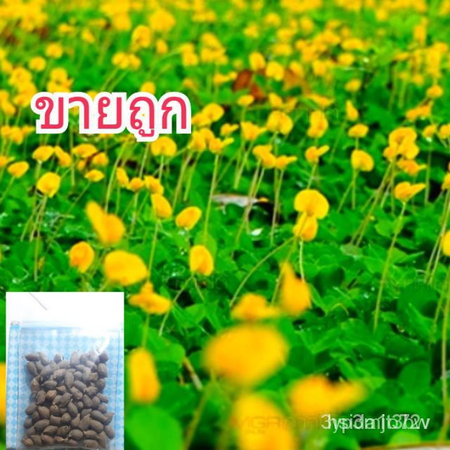 ผลิตภัณฑ์ใหม่ เมล็ดพันธุ์ จุดประเทศไทย ❤โปรโมชั่น:(บรรจุ300เมล็ด)เมล็ดอวบอ้วนถั่วบราซิล ปลูกประดับสวยงาม พืชคลุ /ผักบุ้ง
