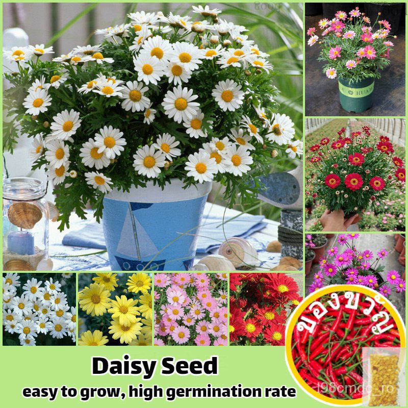 เมล็ดอวบอ้วน10000เมล็ด/ห่อ บอนสี เมล็ดพันธุ์ ดอกเดซี่ Daisy Flower Seed เมล็ดดอกไม้สวย ต้นไม้ประดับ ต้นไม้มงคล พันธุ์ไม้