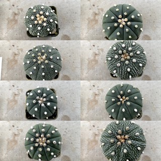 Astrophytum แคคตัส กระบองเพชร กระถางละ 20 บาท A05