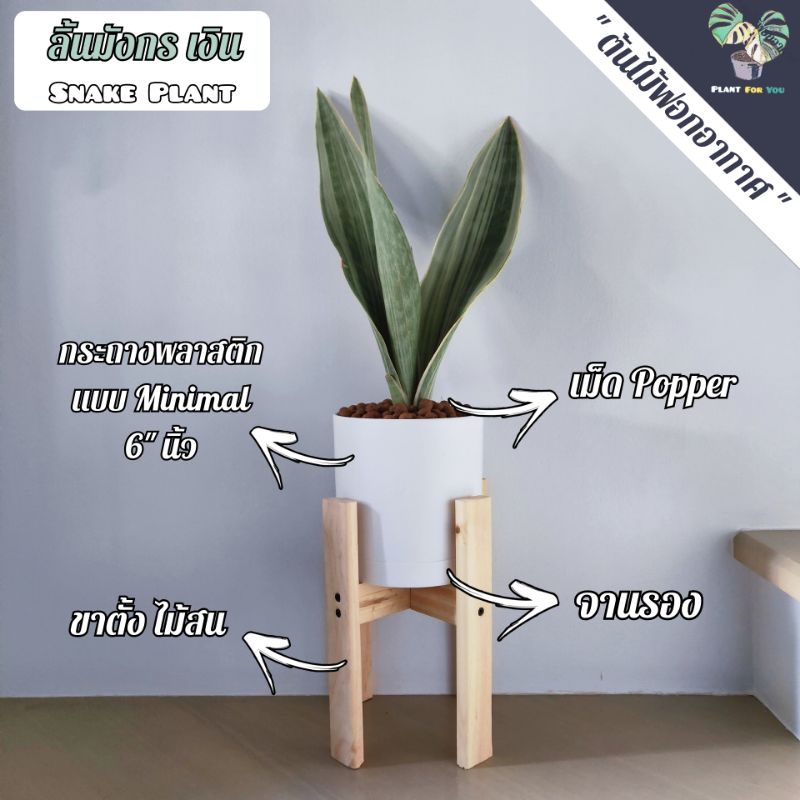 💤ลิ้นมังกร(Snake Plant) มี3สายพันธุ์  ต้นสูง40-50ซม. พร้อมกระถางครบชุดพร้อมปลูก (ต้นไม้ฟอกอากาศ) รูปที่ 5