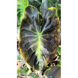 Colocasia Aloha (อโลฮ่า)