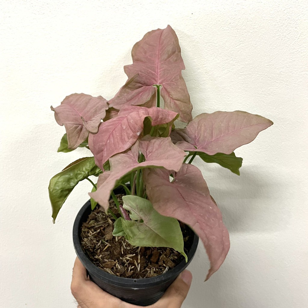 มุมมอง 2