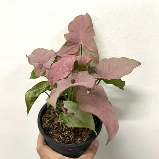 ออมชมพูในกระถางพร้อมตั้ง Syngonium Pink