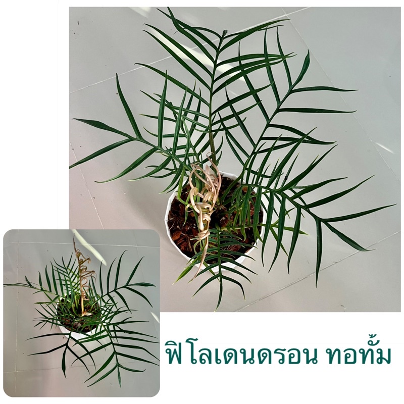 65บาท ฟิโลเดนดรอนทอทั่ม Philodendron tortum