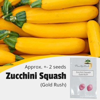 ผลิตภัณฑ์ใหม่ เมล็ดพันธุ์ จุดประเทศไทย ❤[Plantfilled] Zucchini Squash Gold Rush Vegetable Garden Plant Seeds - 2/มะเขือ