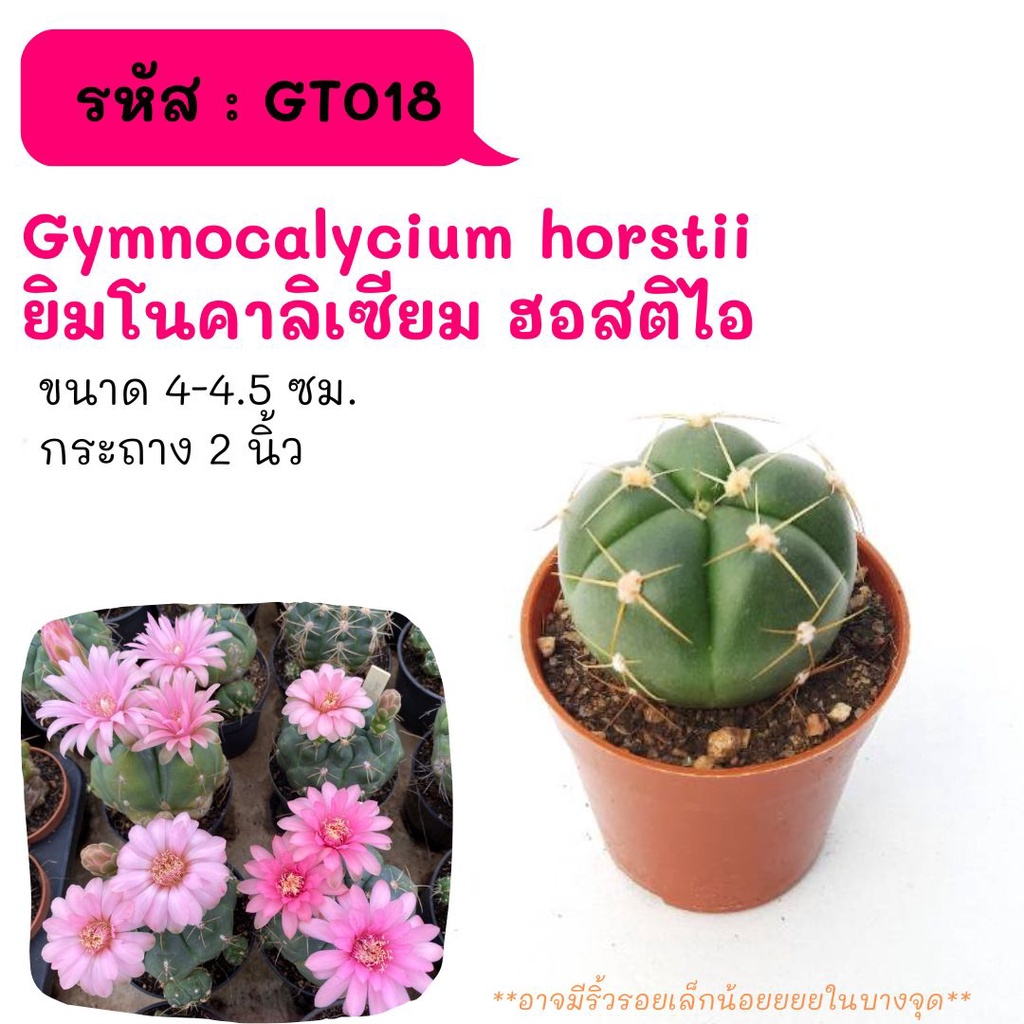 GT018 Gymnocalycium horstii  Gymnocalycium horstii  ยิมโนคาลิเซียม ฮอสติไอ ไม้เมล็ด cactus กระบองเพชร แคคตัส กุหลาบหิน