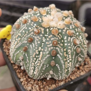 แอสโตร  เว้าสวยๆ วีกำลังมา #แคสตัส castus​ astrophytum แอสโตร แอสโตร​ไ​ฟตั้​ม แอสโตรไฟตัม กระบองเพชร แอสโตรวี super