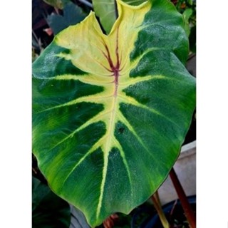 ☘️โคโลคาเซียซันชายเดย์☘️Colocasia sunshine day new hybrid