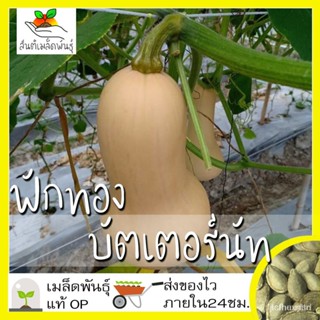 ผลิตภัณฑ์ใหม่ เมล็ดพันธุ์ 2022เมล็ดอวบอ้วน ฟักทองบัตเตอร์นัท 25 เมล็ด Waltham Butternut Squash เมล็ดอวบอ้วนแท้ น/ผักชี R