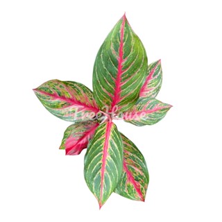 ต้นอำนาจเจริญ กระถาง 6 นิ้ว/ aglaonema red emerald Pot 6”