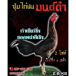 ไข่ไก่ชนพม่าตีเชิง สายเลือดเงิน1,000,000 เจ้าเยียร์ซิ่ง