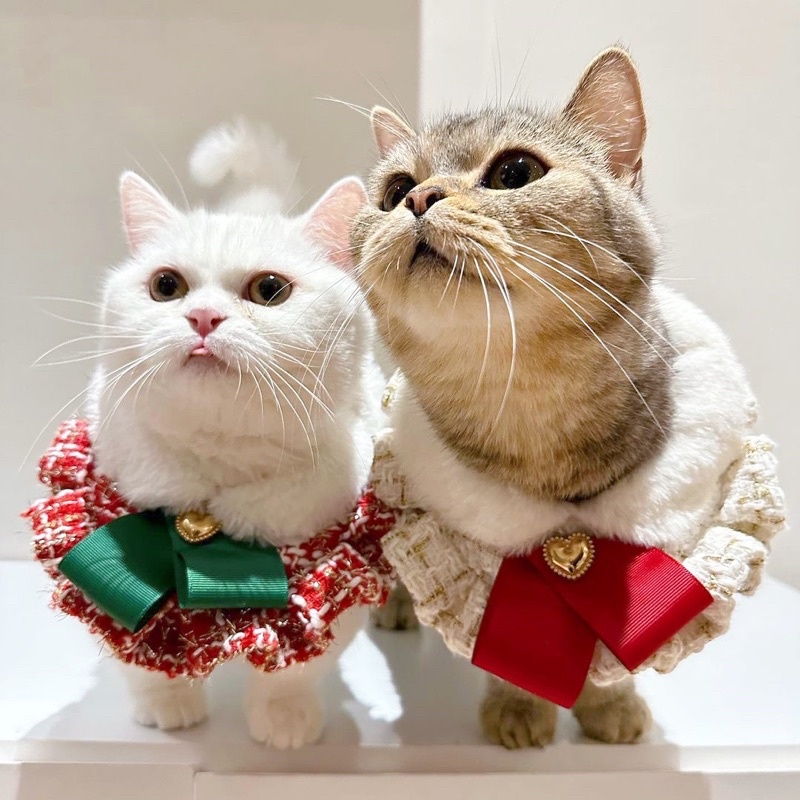 ชุดทวีต คุณหนูแมรี่คริสต์มาส - Christmas Collection Purrpet