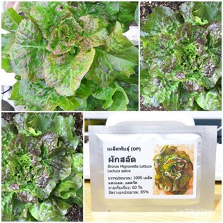 ผลิตภัณฑ์ใหม่ เมล็ดพันธุ์ 2022เมล็ดอวบอ้วน ผักสลัดบลอนซ์ (Bronze Mignonette Lettuce Seed) 1000 เมล็ด คุณภาพดี ร /มะเขือ