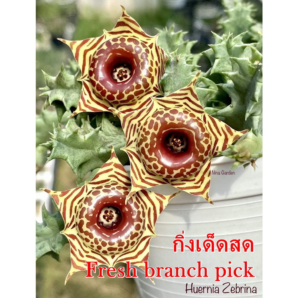 เก๋งจีน Huernia Zebrina *กิ่งเด็ดสด* แคคตัส ไม้อวบน้ำ Cactus and Succulent