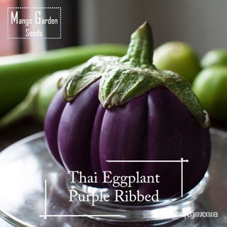 ผลิตภัณฑ์ใหม่ เมล็ดพันธุ์ จุดประเทศไทย ❤*Rare* Thai Purple Ribbed Eggplants Seeds - 20 Seed *Pot Friendly* Aube /ผักชี 3