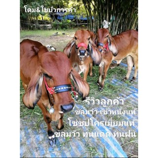 ขลุมวัว ฝึกเข้าหนังแท้.เม่าวัว.เชือกหนาแข็งแรงทนทาน โซ่ชุปโค…